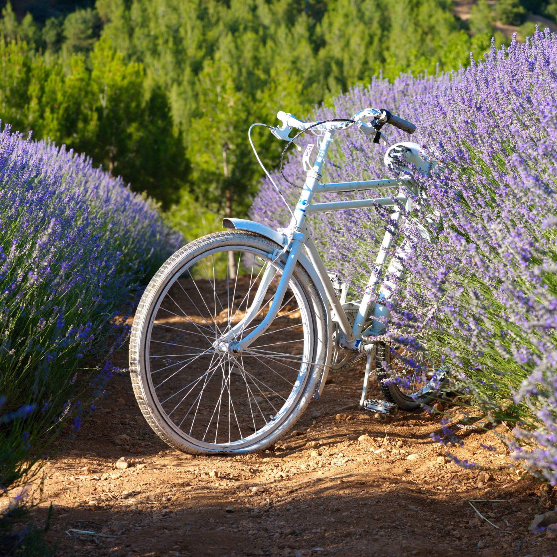 Rustikale Lavendelblüten-Olivenholzschale – handgefertigt aus natürlich gewachsenem Holz